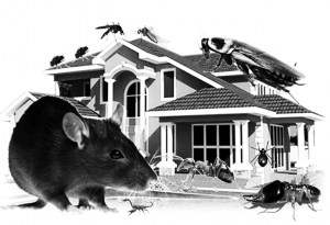 HOME PEST CONTROL