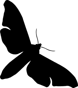 moth-268x300
